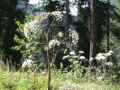 kronburg_2010-08-01_0085.JPG