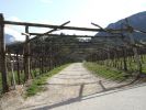 tramin_2008-03-29_0498.jpg