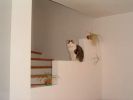Dateiname=katze_03.jpg
Dateigröße=5KB
Abmessungen: 409x307
hinzugefügt am: 23. Juli 2004 katze_03.jpg