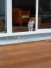 Dateiname=katze_07.jpg
Dateigröße=12KB
Abmessungen: 307x409
hinzugefügt am: 23. Juli 2004 katze_07.jpg