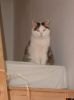 Dateiname=katze_2005-12-13_05.jpg
Dateigröße=14KB
Abmessungen: 306x409
hinzugefügt am: 29. April 2006 katze_2005-12-13_05.jpg