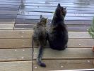 Dateiname=cats_2010-07-23_02.jpg
Dateigröße=164KB
Abmessungen: 700x525
hinzugefügt am: 24. Juli 2010 cats_2010-07-23_02.jpg
