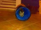 Dateiname=katze_2010-02-13_006.jpg
Dateigröße=112KB
Abmessungen: 700x525
hinzugefügt am: 20. März 2010 katze_2010-02-13_006.jpg