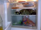 Dateiname=katze_2010-02-23_008.jpg
Dateigröße=113KB
Abmessungen: 700x525
hinzugefügt am: 20. März 2010 katze_2010-02-23_008.jpg