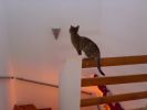 Dateiname=katze_2010-02-24_009.jpg
Dateigröße=75KB
Abmessungen: 700x525
hinzugefügt am: 20. März 2010 katze_2010-02-24_009.jpg