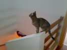 Dateiname=katze_2010-02-24_010.jpg
Dateigröße=79KB
Abmessungen: 700x525
hinzugefügt am: 20. März 2010 katze_2010-02-24_010.jpg