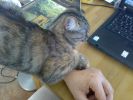 Dateiname=katze_2010-03-07_001.jpg
Dateigröße=147KB
Abmessungen: 700x525
hinzugefügt am: 20. März 2010 katze_2010-03-07_001.jpg