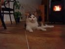 Dateiname=katze_nov20_2.jpg
Dateigröße=206KB
Abmessungen: 614x460
hinzugefügt am: 04. Dezember 2004 katze_nov20_2.jpg