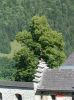Dateiname=chor_066.jpg
Dateigröße=62KB
Abmessungen: 460x614
hinzugefügt am: 23. Juli 2004 chor_066.jpg