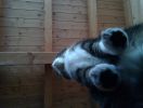 Dateiname=14030100.jpg
Dateigröße=120KB
Abmessungen: 900x678
hinzugefügt am: 28. Januar 2015 14030100.jpg