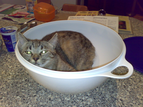 cat in a dish