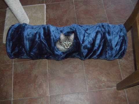 cats tunnel