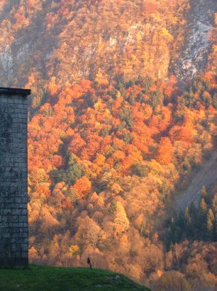 Coloured trees